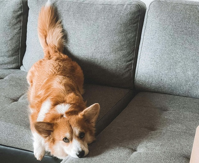 A dog lounging on a comfortable sofa, looking relaxed and content.