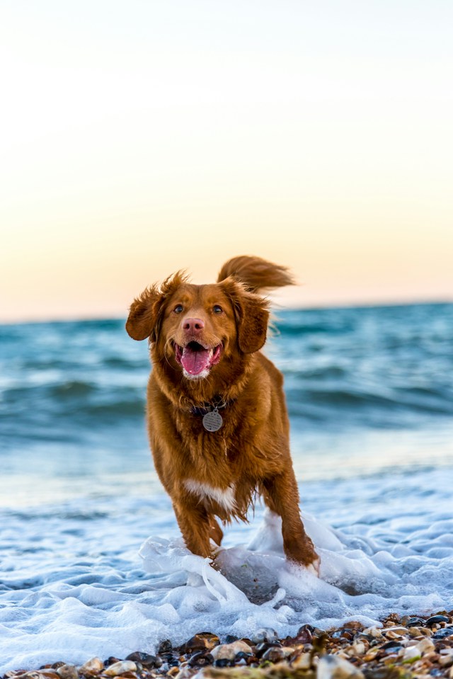 A lively dog joyfully dashes along the sandy beach